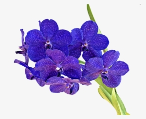 Purple Orcihd Png