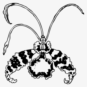 This Free Icons Png Design Of Butterfly Orchid
