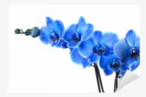 Blue Orchid Png Download - Set Of 5pcs Canvas Wall Door Art Painting Picture Poster