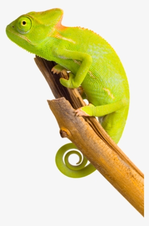 Chameleon Png Image - Хамелеон Пнг