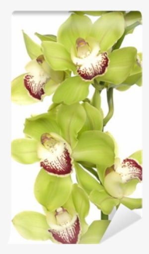 Texture Background Of Fresh Green Phalaenopsis Orchid - Orchids