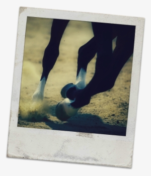 Race-poloroid - Horse Galloping