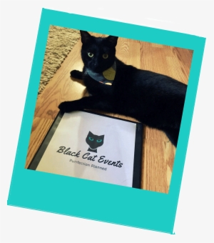 Hi There - Black Cat