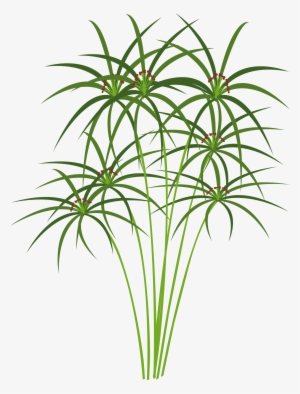 Big Image - Papyrus Plant Clipart