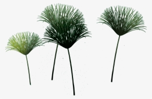 Papyrus Copy - Sabal Minor