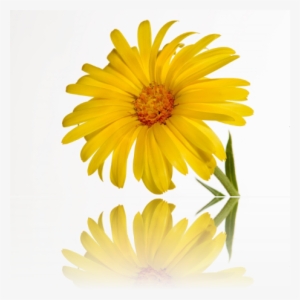 Reservations Now Been Taken Tel - Dimorphotheca Sinuata