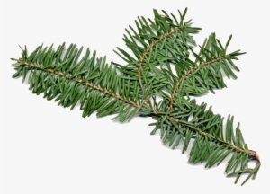 Balsam Fir Has Both Male And Female Flowers On The - Fir Balsam Essential Oil