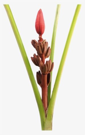 The History Of The Musaceae Family - Banana