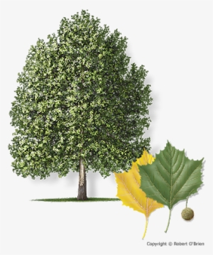 The Mexican Sycamore Has Been A Popular Planting Choice - Mature Mexican Sycamore Tree
