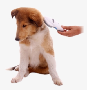 A Microchip Pet Lookup Allows For A Lost Pet To Be - Pet Microchipping