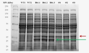 Figure - E Coli Total Protein Sds Page