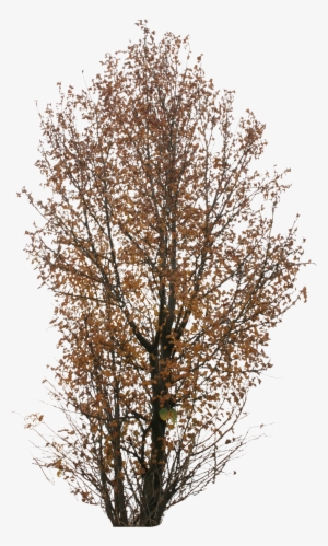 Autumn Trees Png