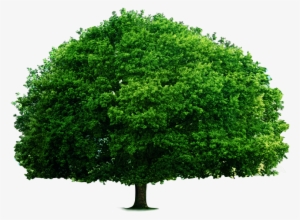 The Green Big Tree - Textbook Of Environmental Studies