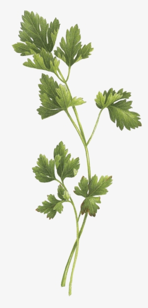 Parsley - Bouquet Garni