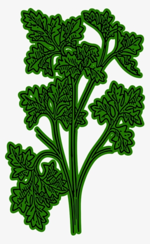 Clip Arts Related To - Clip Art Png Parsley