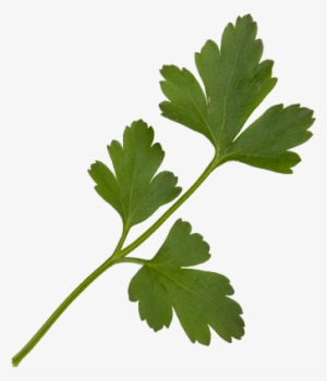 Curly Parsley, Baby Flat Parsley, - Parsley