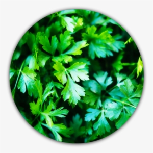 File - Parsley-0 - Perejil Y Cilantro Meme