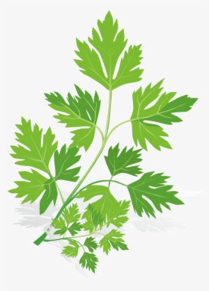 Spice Euclidean Vector Herb - Spices Vector