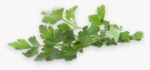 Flat Parsley - Transparent Parsley