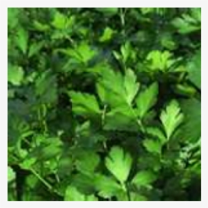 Italian Flat Leaf Parsley