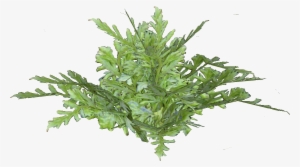 Ascension Island Parseley Fern - Origano Foglie