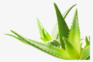 Aloe Png Transparent Image - Aloe Png