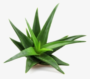 Aloe Infusion - Aloe Vera Plant Png