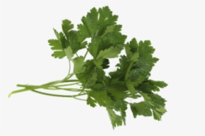 Parsley Italian - Parsley