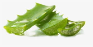 Aloe Vera Juice Soothes, Heals And Hydrates Skin With