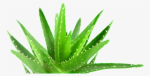 This Entry Was Posted In - Plant Biodiversity Conservation And Management