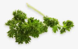 Curly Parsley - Parsley