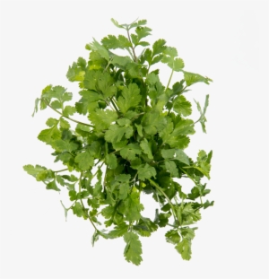 Coriander - Parsley