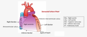 Describe The External Features Of Heart - Border And Surface Of Heart
