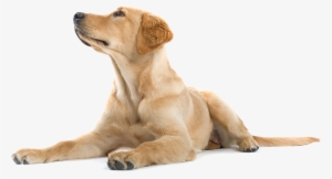 Happy Dog Png - Dogs Labradors Png