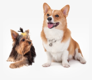 Go To Image - Happy Dog Transparent