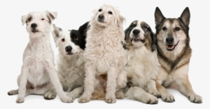 Happy Dogs Png Image - Pack Of Dogs Png