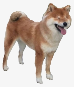 Happy Happydog Dog Doggo Pupper Shib Shibainu Cute - Dog