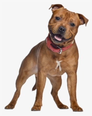 Big Dog Hd Transparent