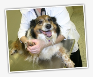 Preparing Your Dog Or Puppy For A Visit To The Veterinarian - Dog At The Vet