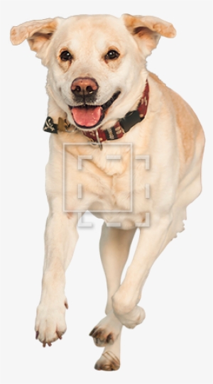 Happy Yellow Dog - Dog