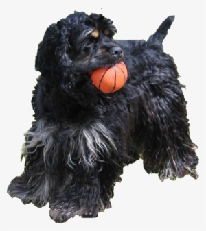 Hdp Braided 6" Bully Sticks Odor Free