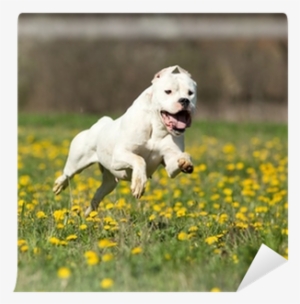 Running Dogo Argentino