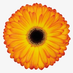 Catwalk - Internet Defense League