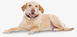 Cytopoint Works With Your Dog's Own Immune System To - Cytopoint Zoetis