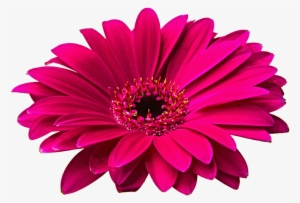 Banner Freeuse Stock Gerbera Png Hd Mart Tattoos For - Flower Images Hd Png