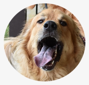 Happy Dog - Long Veterinary Clinic