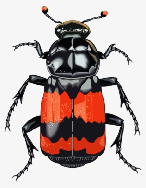 Free Vector Insect - Clipart Beetle