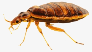 Bed Bug Close Up - Bed Bug Png
