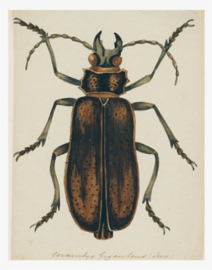 Brown Insect - Titan Beetle