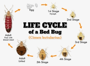 Bb-biology - Cleartronics Dc9001b Bed Bug, Dust Mite, Spider, Roach